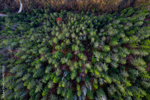 Vertical aerial view of colorful trees in the mountains shot with drone during the autumn © Marin