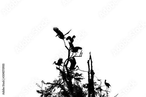 A flock of black birds flying from dry branches on a white background