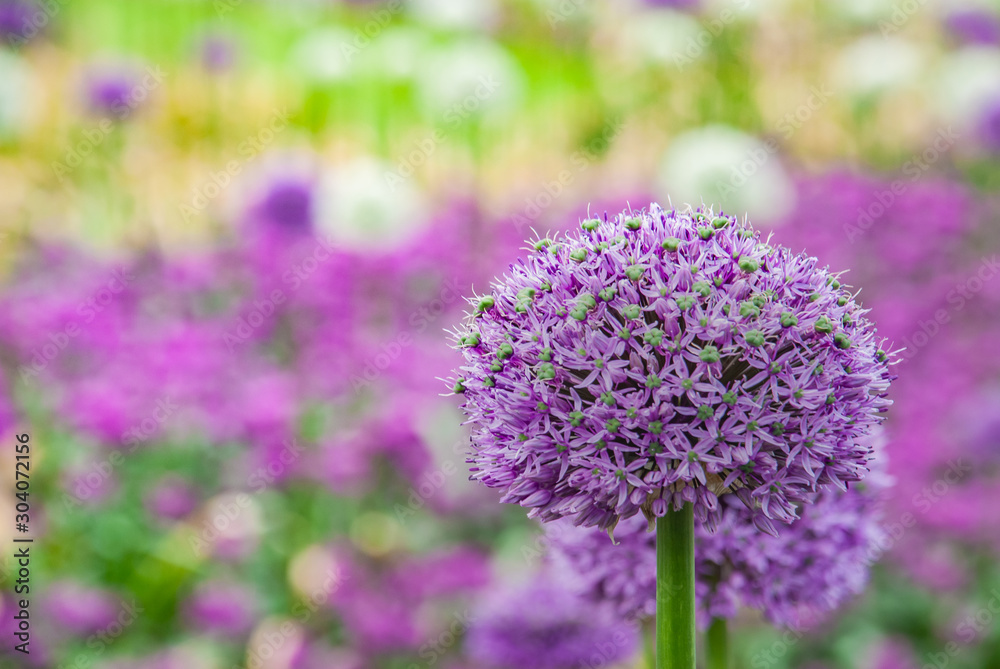 Fototapeta premium Spherical purple allium flowers. In the Green leaf background, Allium Gladiator is a spectacular giant Onion.