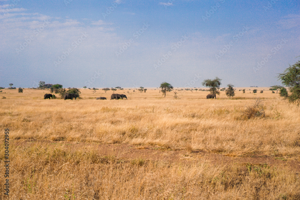 Many African elephants in the savannah are searching for food.