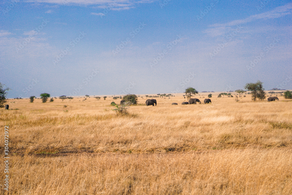 Many African elephants in the savannah are searching for food.