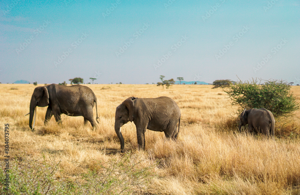 Fototapeta premium Many African elephants in the savannah are searching for food.