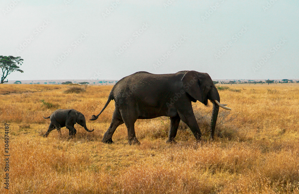 Fototapeta premium Many African elephants in the savannah are searching for food.