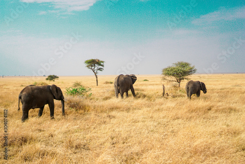 Many African elephants in the savannah are searching for food. © NaVachon