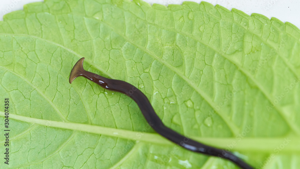 グロテスクな生き物コウガイビル Stock Photo Adobe Stock