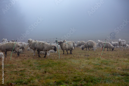 Schafherde im Nebel auf der Weide im Wald von Jonsdorf in Sachsen