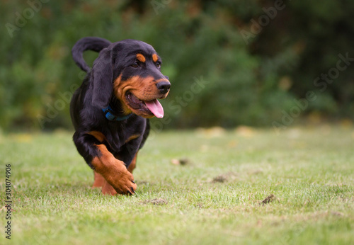 Alpenländische Dachsbracke
