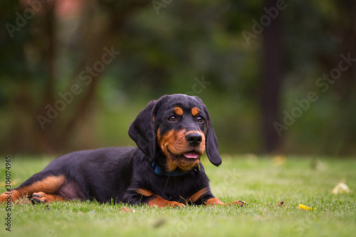 alpenländische Dachsbracke