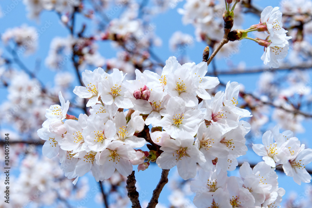 cherry blossom in spring. sakura flower bloom blossom springtime nature . cherry blossom in spring. sakura flower bloom blossom springtime nature .