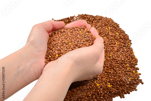 Lentils on a white background in woman hands. © Nikolay