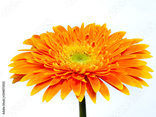 Separate orange gerbera flowers against a white background