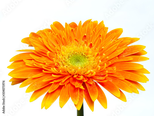 Separate orange gerbera flowers against a white background