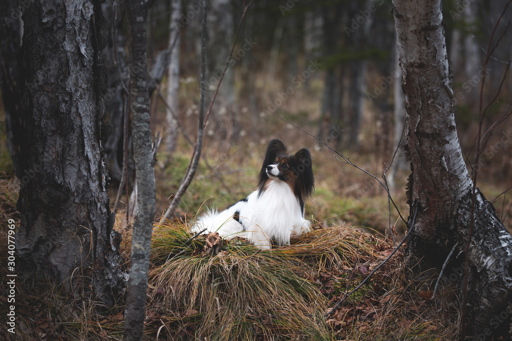Cute dog breed papillon lying under the tree in the forest in the fall