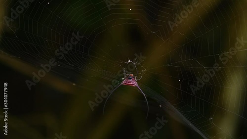 Long-horned Orb-weaver or Macracantha arcuata, hanging upside down on its web, setup at a very tight location for any insects and bugs to get trapped into at Kaeng Krachan National Park. photo