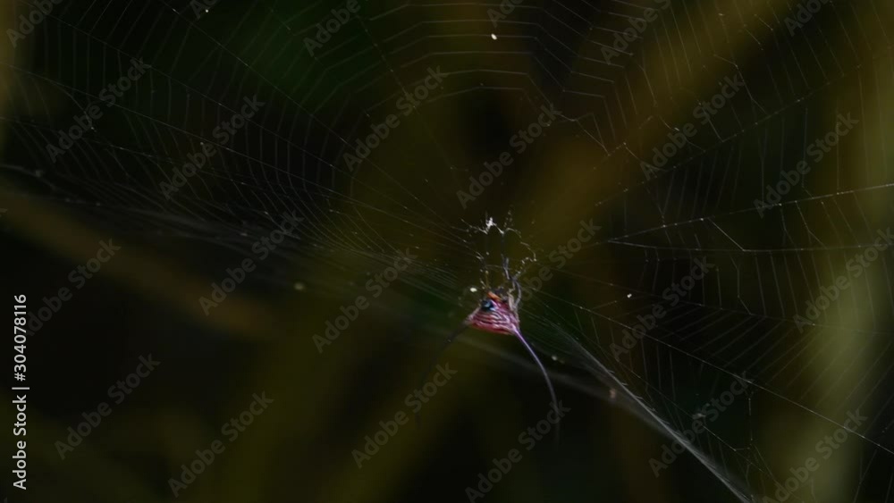 Long-horned Orb-weaver using its weight to tighten the web increasing sensitivity, sending minute ripples vibration from any prey; Macracantha arcuata Kaeng Krachan National Park.