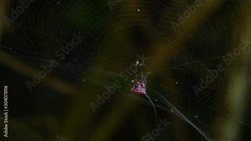 Long-horned Orb-weaver using its weight to tighten the web increasing sensitivity, sending minute ripples vibration from any prey; Macracantha arcuata Kaeng Krachan National Park. photo