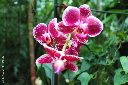 tropical flower tropikalny kwiat macro różowy