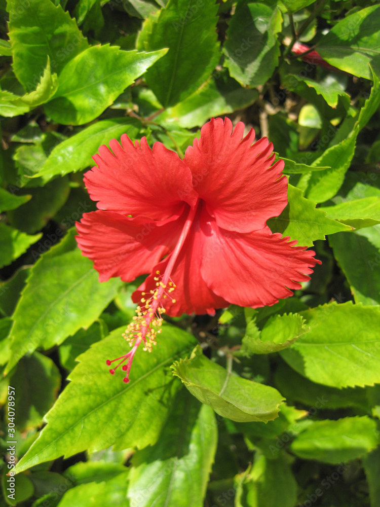 red flower in garden red flower in garden