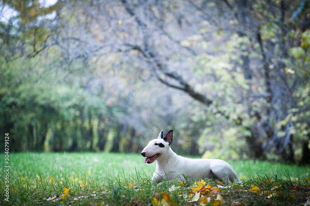 white bullterrier breed dog with a black spot near the eye white bullterrier breed dog with a black spot near the eye