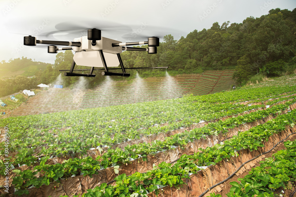 Agriculture drone fly to sprayed fertilizer on the Strawberry Farm