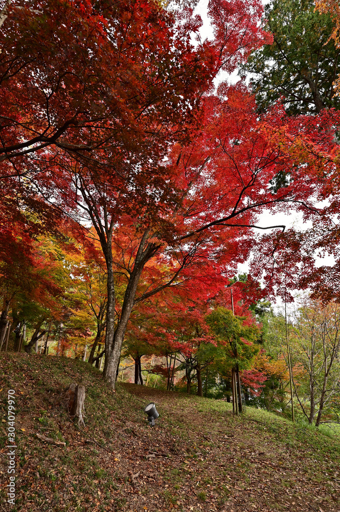 	最上山公園（もみじ山）の紅葉