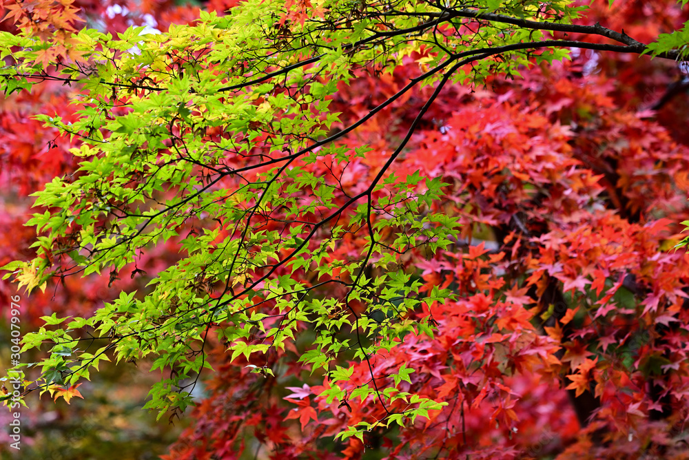 	最上山公園（もみじ山）の紅葉