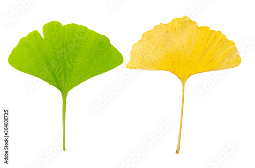 young green gingko leaf and old yellow ginko leaf as counterpart together on white background