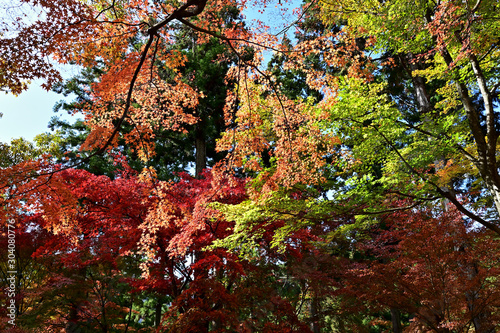 Wallpaper Mural 	最上山公園（もみじ山）の紅葉 Torontodigital.ca