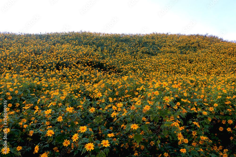 Tung Bua Tong, yellow Mexican sunflower field on mountain hill, beautiful and famous tourist attractive landscape on November of Doi Mae U Kho, Khun Yuam, Mae Hong Son, Thailand