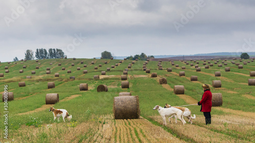 Two greyhounds standing near haystack in the autumn field.