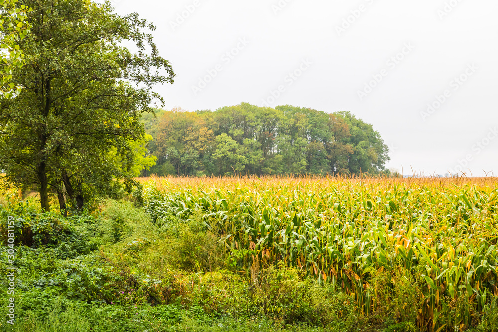 Yellow cornfield, a tree in the foreground and a village in the background on autumn day