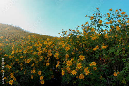 Fototapeta Naklejka Na Ścianę i Meble -  Tung Bua Tong, yellow Mexican sunflower field on mountain hill, beautiful and famous tourist attractive landscape on November of Doi Mae U Kho, Khun Yuam, Mae Hong Son, Thailand