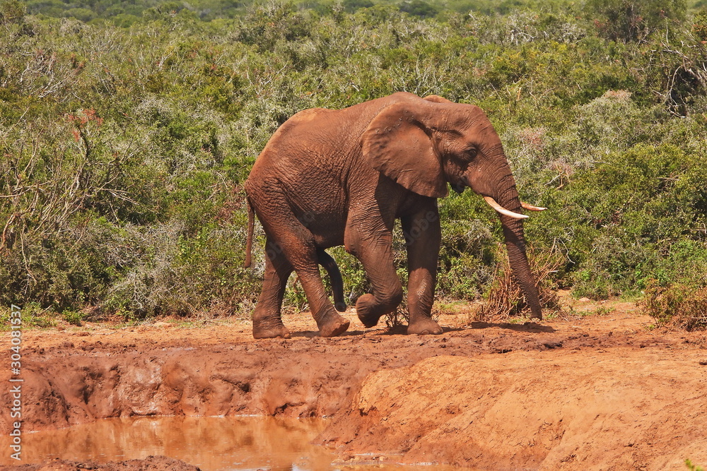 Obraz premium Elephant after hose down at waterhole in Addo Elephant NP
