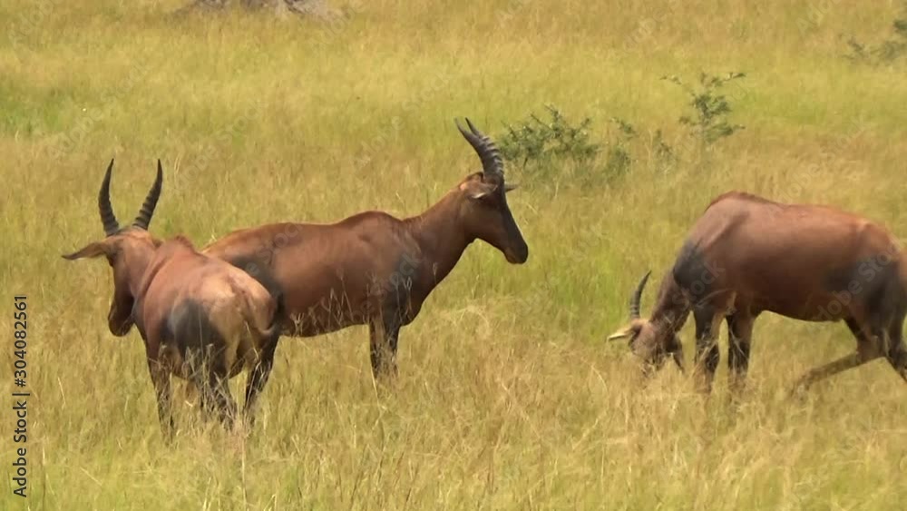 Group of topi antelopes in Queen Elizabeth National Park, Uganda. Group of topi antelopes in Queen Elizabeth National Park, Uganda.
