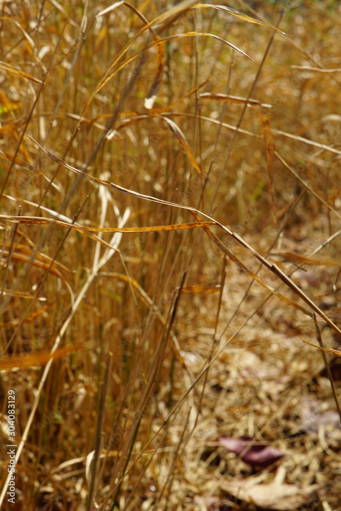 Fototapeta premium golden wheat field