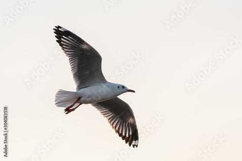 Seagull in Thailand © adirak