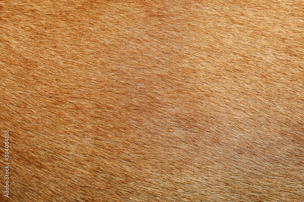 custom made wallpaper toronto digitalclose up brown dog skin for texture and pattern.