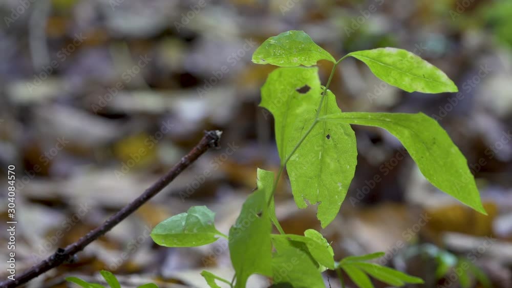 Plante automne, forêt poétique, plan rapproché, bokeh