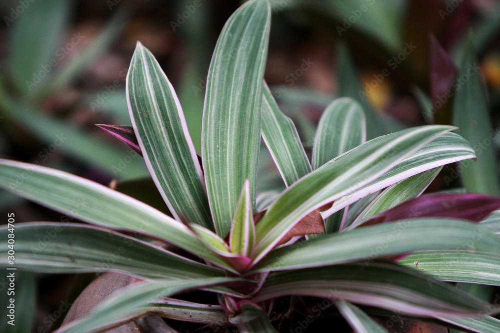 Obraz premium Leaves texture background , close up