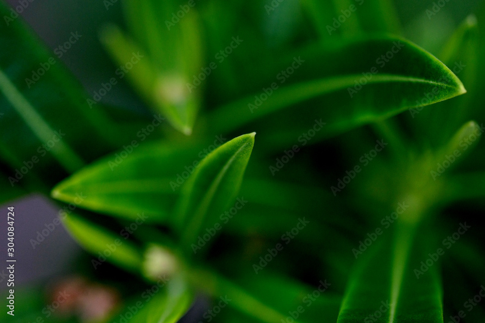 Fototapeta premium Leaves texture background , close up