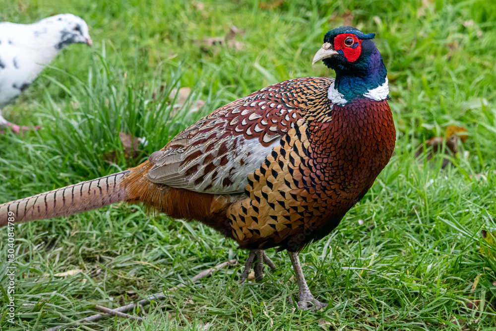Naklejka premium Close up of a male pheasant in autumn