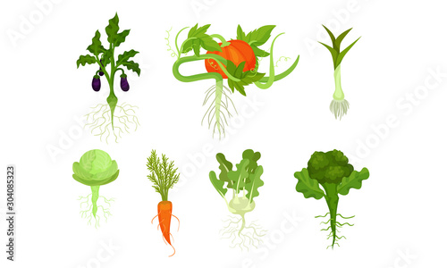 Vegetables on stems with roots. Vector illustration on a white background.