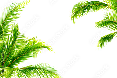 palm tree on isolated white background, watercolor illustration, hand drawing, invitation, card with space for text © Hanna