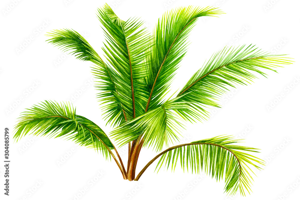 summer tropical plants, palm tree on isolated white background, watercolor illustration, hand drawing summer tropical plants, palm tree on isolated white background, watercolor illustration, hand drawing