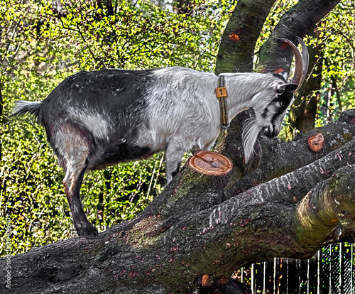Peacock domestic goat jumping on the fallen tree in its enclosure