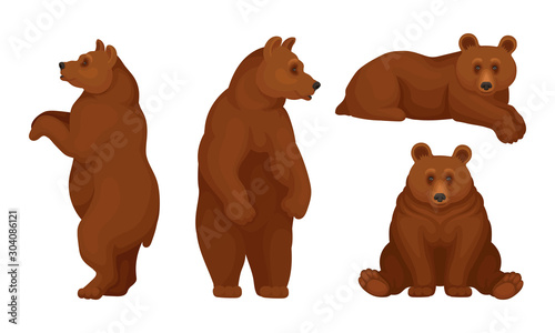 Brown Bears Sitting and Standing Vector Set