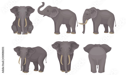Realistic Detailed African Huge Mammals Vector Set photo