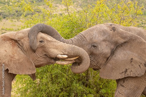 Two elephants ( Loxodonta Africana) embracing, Pilanesberg National Park, South Africa.