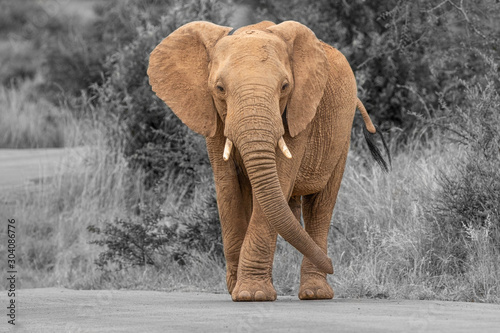 An elephant on the move and walking towards the camera, Pilanesberg National Park, South Africa.
