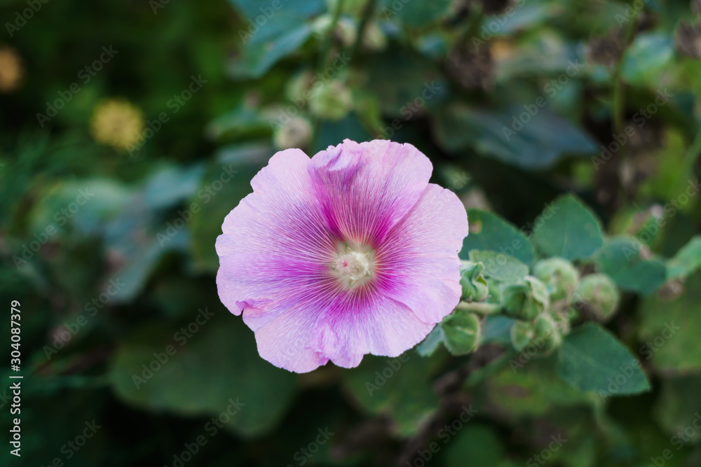 Delicate pink mallow flowers in a city park. Delicate pink mallow flowers in a city park.